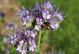 blühende Phacelia Blüte mit Biene, nematodenneutrale und insektenfreundliche Mischung