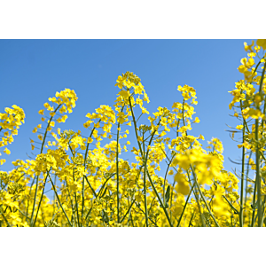 Blühendes Rapsfeld als Symbol für gesunden Rapsanbau mit RapsPro gegen Floh Öko – Klee-Mischung zur Flohabwehr und Winterbegrünung im ökologischen Landbau