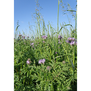 viterra Universal 25kg, grün zugewachsene Fläche mit Kleeblüten und lila Phacelia, insektenfreundlich, universell einsetzbar, auch in trockenen Lagen